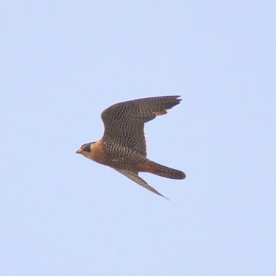 Orange-Breasted Falcon